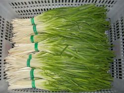 sell chinese chives