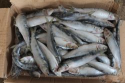 8-10 frozen sardine for sale 
