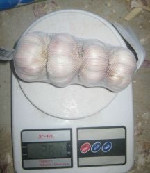 Fresh Normal White Garlic