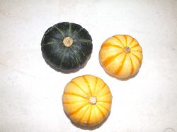 sell japanese mini pumpkin