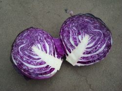 sell purple cabbage