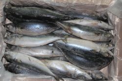 300-500g Frozen Pacific Mackerel In China