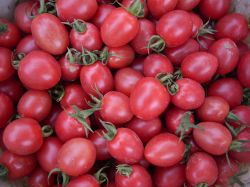 sell red cherry tomato