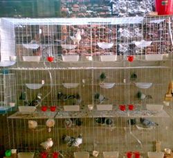 Pigeon Cages In China 