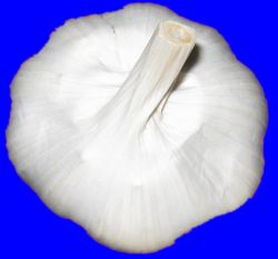 Fresh Pure White Garlic  - OEM Supplier from China