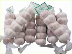 Chinese Garlic 2013 Crop / low price