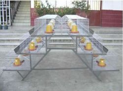 Broiler Chicken Cages