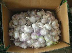 Offer  New  6.5cm  Good  Quality Garlic 