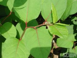 Giant Knotweed Extract 98% Resveratrol