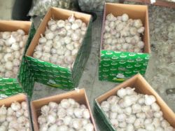 offer  white  garlic (skype;wzm103 )