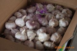 Supply Chinese Pure White Fresh Garlic