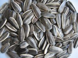 sunflower seeds 5009,5135,118,6009