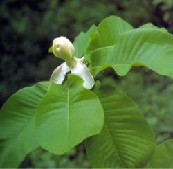 Magnolia Officinal P.e. Magnolol