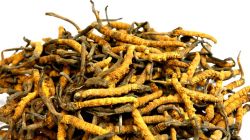 Cordyceps Sinensis P.e.