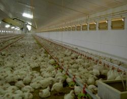 Poultry House Evaporative Cooling Pad ,