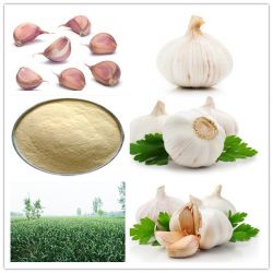 Garlic Extract Odorless Allicin 200:1 