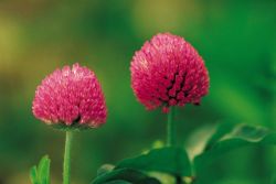 Red Clover P.e.