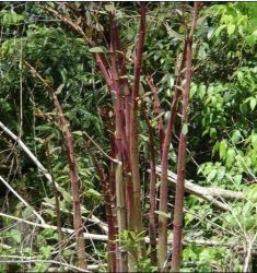 Polygonum Cuspidatum P.e.