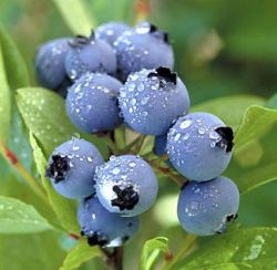 Bilberry P.e.