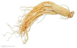 Panax Ginseng P.e.