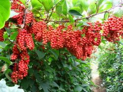 Schisandra Chinensis P.e.