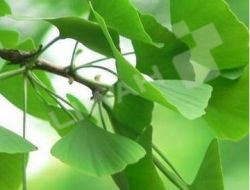 Gingko Biloba P.e.