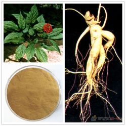 Panax Ginseng Extract Ginsenosides 5%-80% 