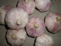 Supply Chinese Normal White Fresh Garlic