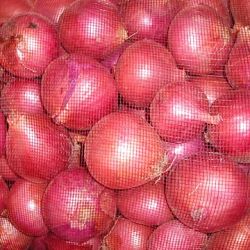 Supply Chinese fresh red onions