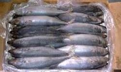 Frozen Pacific Mackerel Whole Round,fillet,steak