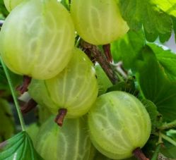 Iqf Gooseberry Or Frozen Gooseberry 