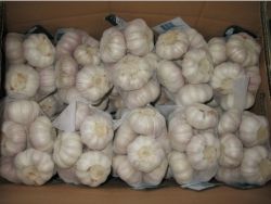 Supply Chinese Regular White Garlic