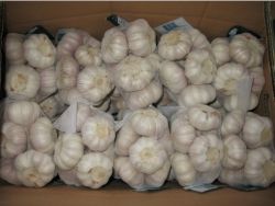 Supply Chinese regular white garlic