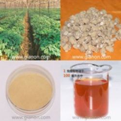 American Ginseng Root Extract