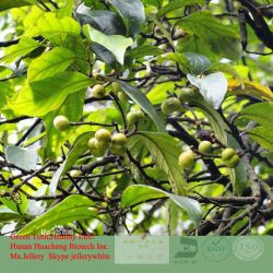 Damiana Leaf Extract&African Prunus Extract