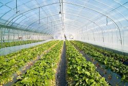 Strawberry Greenhouse, Glass Greenhouse