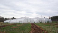 High Quality Tunnel Greenhouse