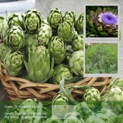 Huachengbio Artichoke Extract 