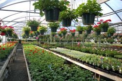 Commercial Green House For Flower Growing