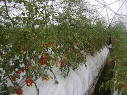 Tomato Greenhouse, Film Greenhouse