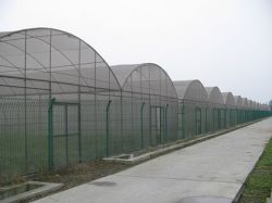 Poly Film Greenhouse