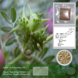 Huachengbio Tribulus Terrestris Extract  