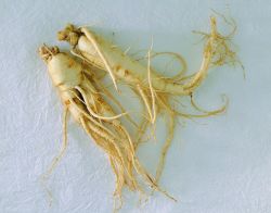 Panax Ginseng Extract