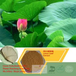 Lotus Leaf Extract 5%,10%,50%,90%nuciferine