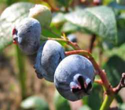 Bilberry Extract