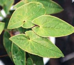 Epimedium Extract