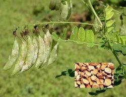 Astragalus Root Extract