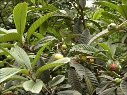 Eriobotrya Japonica Leaf Extract & Ursolic Acid