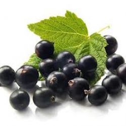 Black Currant Extract- Anthocyanidins