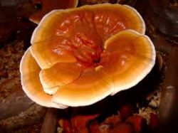 Reishi Mushroom Extract-polysaccharides & Triterpe